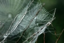 smart web network cloud engine