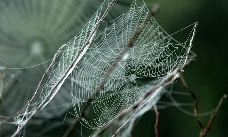 smart web network cloud engine